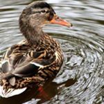 canal wanderer duck