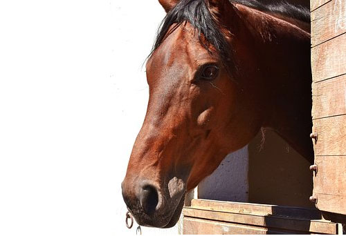 brown horse looking over stable door