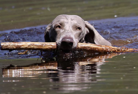 dog retrieving stick from water