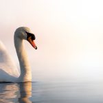 swan header for Aqueduct Marina