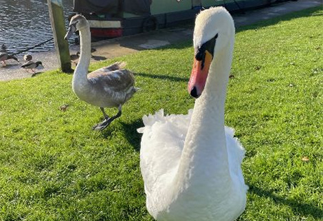swan and cygnet, Nigel Perrin