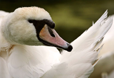 close up of swan's head