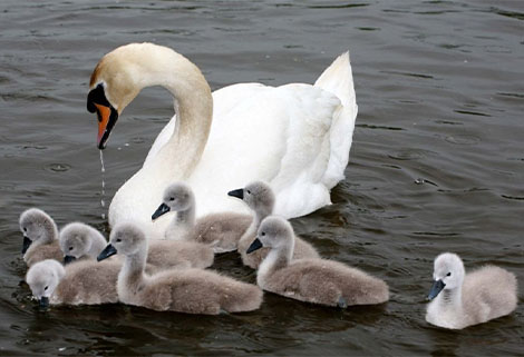 adult swan with cygnets