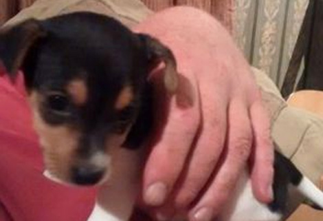 Bunty tiny Jack Russell puppy