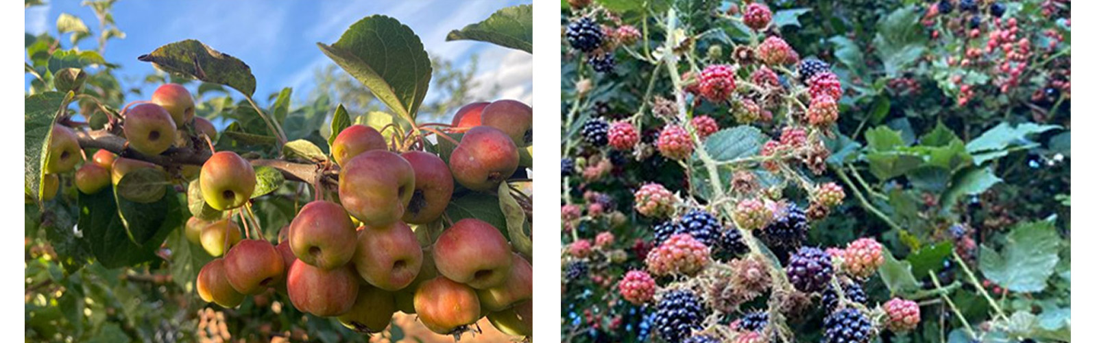 autumn fruits - apples and blackberries