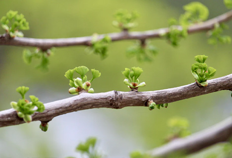 buds on bare branch