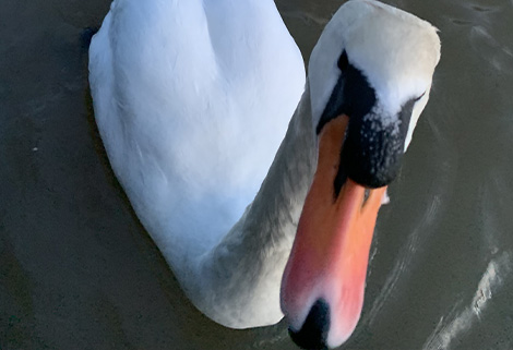 close up of swan