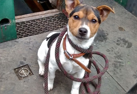 Jack Russell pup on long rope
