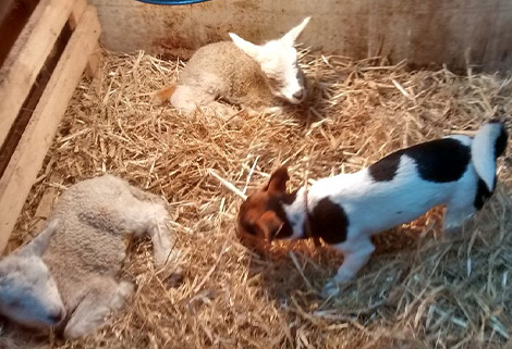 Bunty, Jack Russell pup with lambs