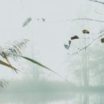 leaves over misty water