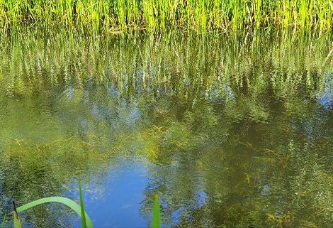 Potamogeton Praelongus in Montgomery Canal