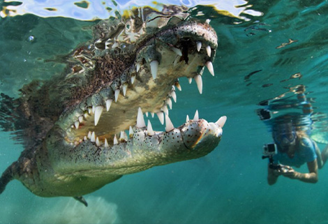 underwater encounter, Cuba