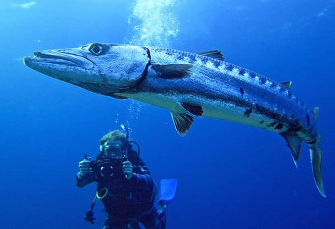 Deep sea diver in Cuba 