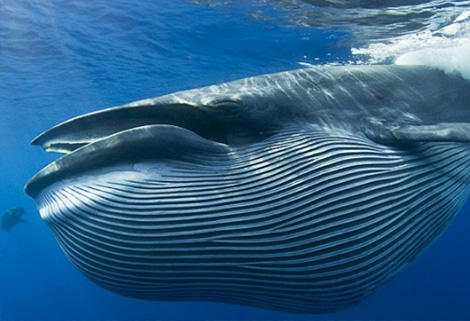 whale, Dominican Republic