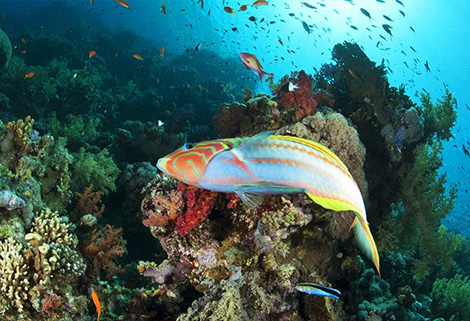 Egypt - coral reef
