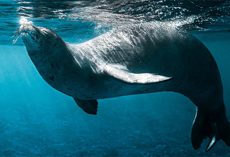 France - seal underwater