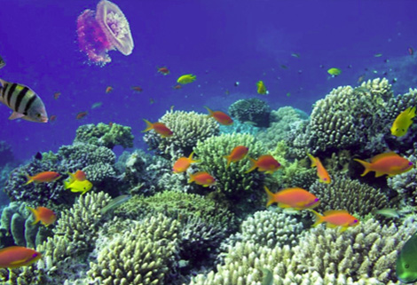 Haiti Coral Reef