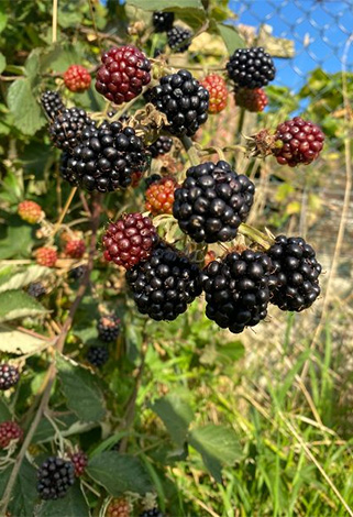 blackberries growing