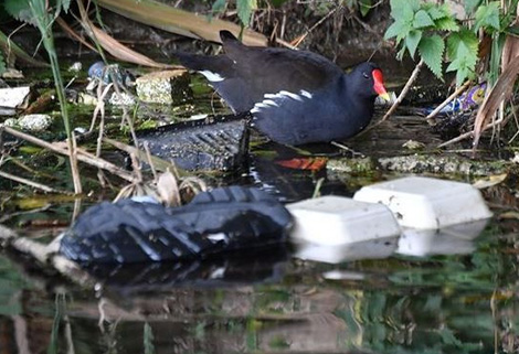 moorhen on rubbish in canal