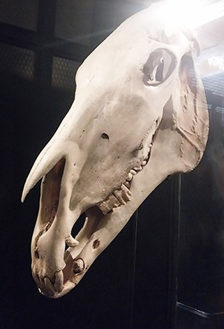 Old Billy horse skull