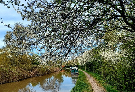 hawthorn blossoms over-reaching canal