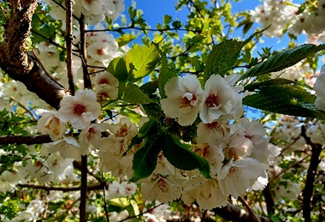 spring blossoms