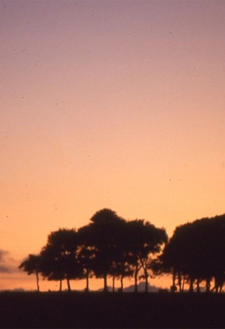 Copy Hill copse 2025 - CanalsOnline Magazine copse on Copy Hill