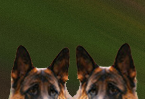 Alsatian dogs ahead? Alsatian / German Shepherd dogs