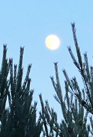 full moon over pine trees