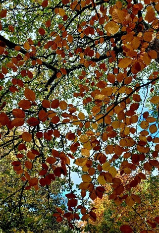 Huddersfield Narrow Canal trees
