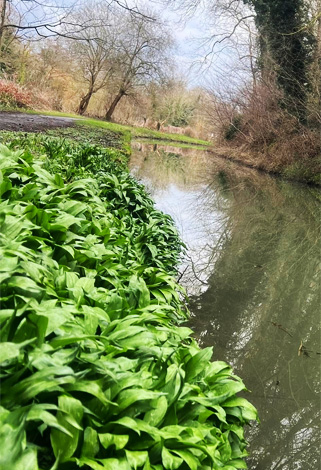 wild garlic beside canal