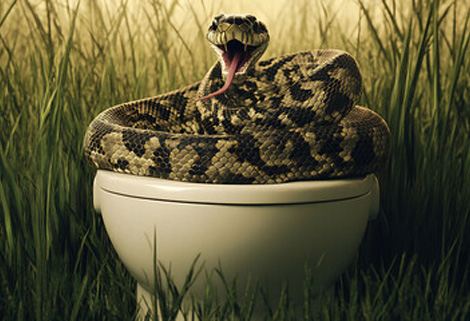 snake on porta potty - CanalsOnline Magazine grass snake